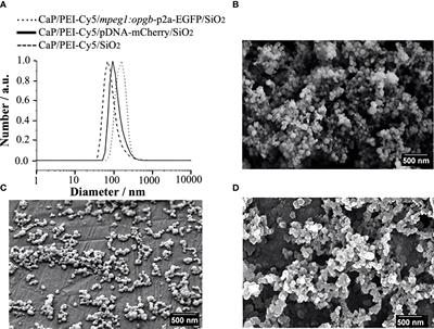 Functionalized calcium phosphate nanoparticles to direct osteoprotegerin to bone lesion sites in a medaka (Oryzias latipes) osteoporosis model